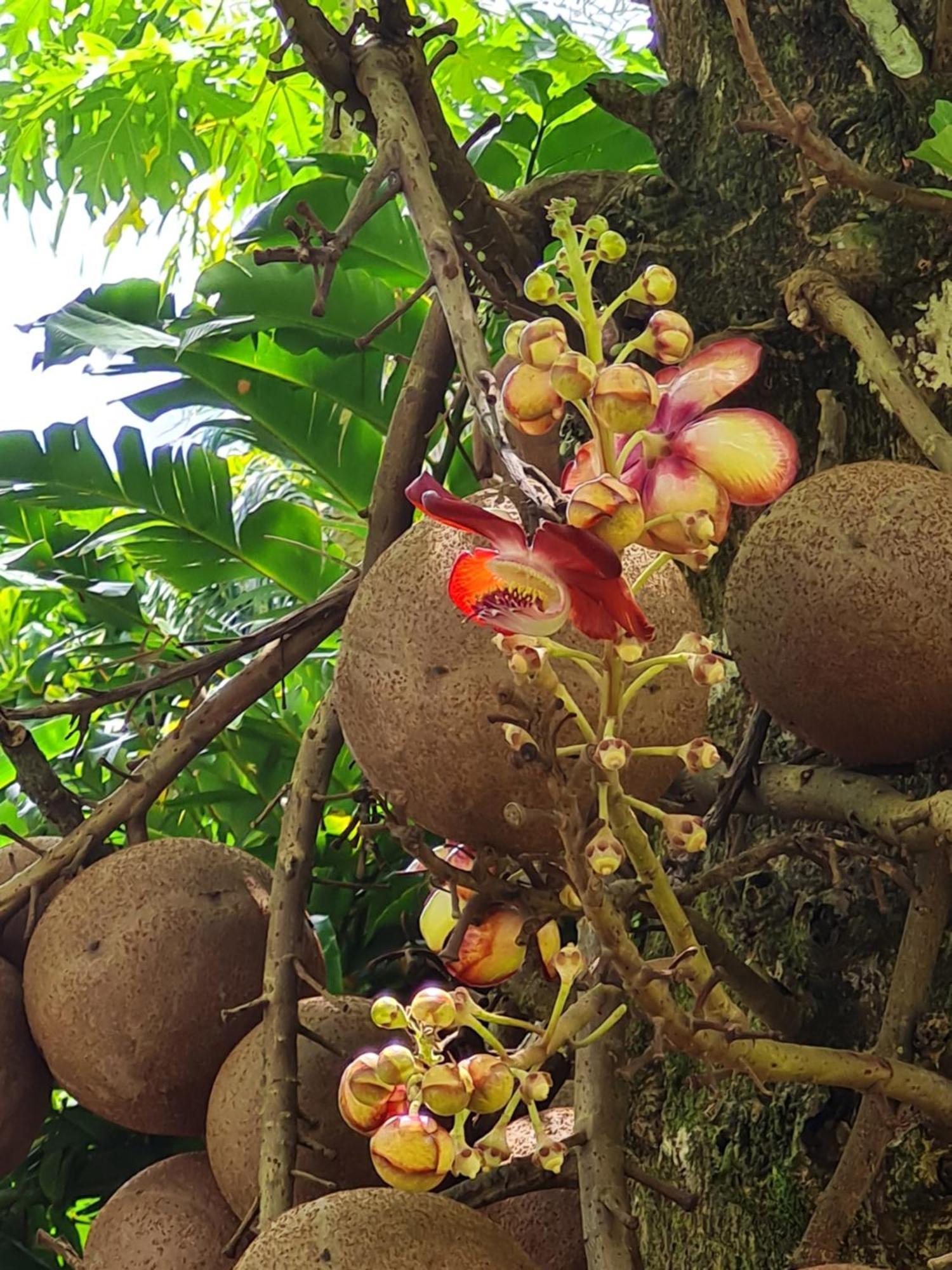 Les Gites Kajou Bouillante Exterior foto